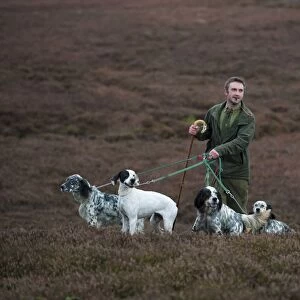 Man standing with English Pointer and English Setters, counting grouse on grouse moor, West Yorkshire, England