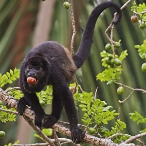Mantled Howler Monkey (Alouatta palliata) adult male, feeding on fruit, standing on branch in fruiting tree
