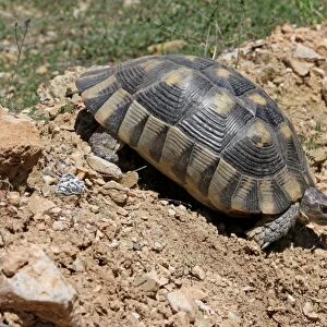 Marginated Tortoise (Testudo marginata) adult, walking down dry slope, Southern Greece, april