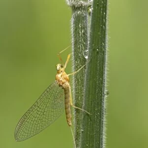 Mayfly (Ephemeroptera sp. ) adult, resting on grass stem, River Whiteadder, Berwickshire, Scottish Borders, Scotland