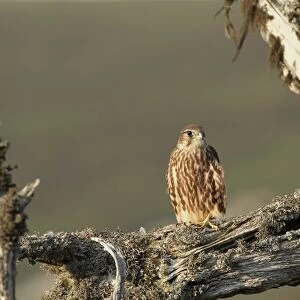 Merlin (Falco columbarius) juvenile, newly fledged, perched on branch, Abernethy National National Reserve, Strathspey