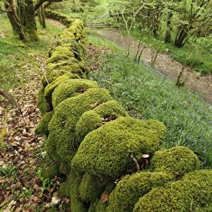 Moss covered drystone wall in ancient woodland habitat, Wood of Cree RSPB Reserve, Dumfries and Galloway, Scotland, may