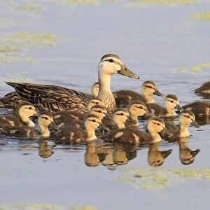 Mottled Duck (Anas fulvigula) adult female with ducklings, swimming, Florida, U. S. A