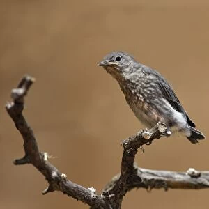 Mountain Bluebird (Sialia currucoides) juvenile, perched on branch, Utah, U. S. A. May