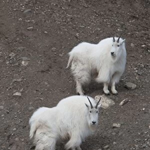 Mountain Goat (Oreamnos americanus) two adults, standing on slope, Yukon Wildlife Preserve, Yukon, Canada, april