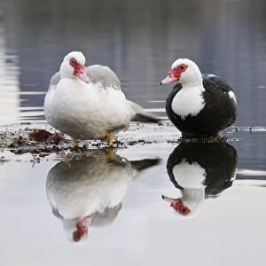 Muscovy Duck (Cairina moschata forma domestica) introduced feral species, two adults