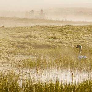 Mute Swan (Cygnus olor) adult, swimming on flooded grazing marsh habitat at sunrise, Elmley Marshes N. N. R