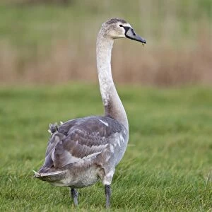 Mute Swan (Cygnus olor) juvenile, standing on grazing marsh, Suffolk, England, january