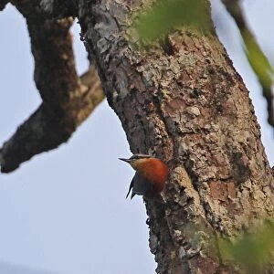 Neglected Nuthatch (Sitta neglecta) adult, clinging to tree trunk, Prey Veng, Cambodia, January