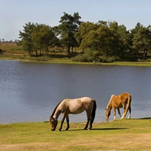 New Forest Pony, three adults, grazing at edge of lake, New Forest, Hampshire, England, september