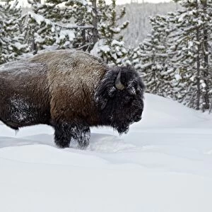 North American Bison (Bison bison) adult male, walking in snow, Yellowstone N. P. Wyoming, U. S. A. february