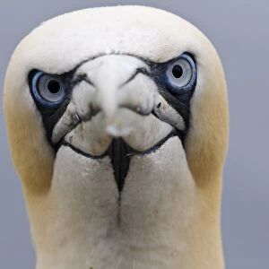 Northern Gannet (Morus bassanus) adult, close-up of head, Bass Rock, Firth of Forth, East Lothian, Scotland, August