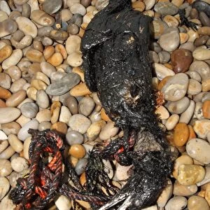 Northern Gannet (Morus bassanus) dead, oiled carcass washed up on shingle beach, Chesil Beach, Dorset, England, july