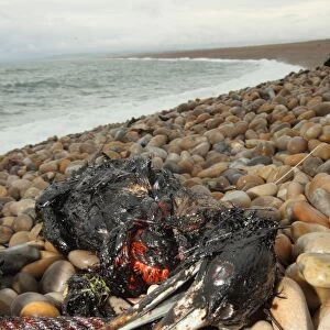 Northern Gannet (Morus bassanus) dead, oiled carcass washed up on shingle beach, Chesil Beach, Dorset, England, july