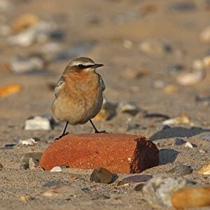 Northern Wheatear (Oenanthe oenanthe) adult, migrant, perched on brick on beach, Norfolk, England, october