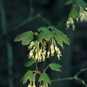 Norway Maple (Acer platanoides) Flowering tip