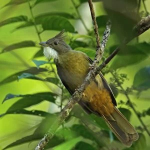 Ochraceous Bulbul (Alophoixus ochraceus sumatranus) adult, with crest raised and throat puffed out, perched on twig
