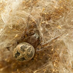 Orb-weaver Spider (Larinioides cornutus) adult, resting in reed seedhead, Holbrook, Sheffield, South Yorkshire, England, may
