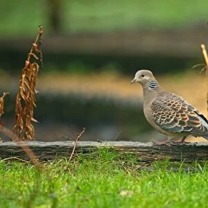 Oriental Turtle-dove (Streptopelia orientalis orientalis) immature, first winter plumage, standing during rainfall