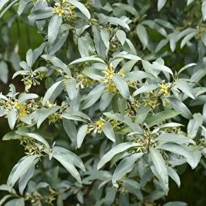 Ornamental shrub, Elaeagnus angustifolia Quicksilver in flower, in a country garden