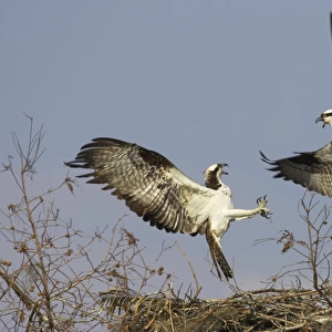 Osprey (Pandion haliaetus) two adults, in flight, fighting over nestsite, Cypress Lake, Florida, U. S. A