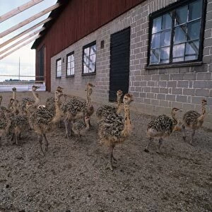 Ostrich (Struthio camelus) farming, run and housing with young ostriches, Sweden
