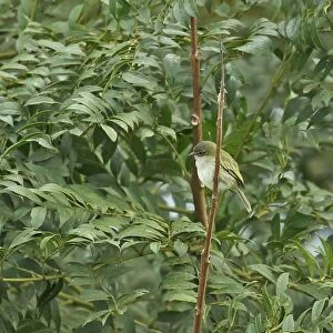 Paltry Tyrannulet (Zimmerius vilissimus parvus) adult, perched on twig, El Valle, Panama, October
