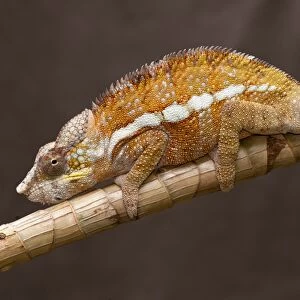 Panther Chameleon (Furcifer pardalis) adult male, clinging to branch, Madagascar, September