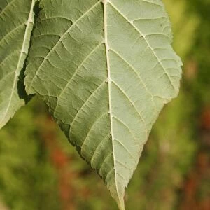 Pere Davids Maple (Acer davidii) close-up of leaf underside, in garden, Suffolk, England, August
