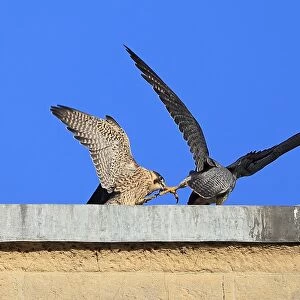 Peregrine Falcon (Falco peregrinus) adult and juvenile, juvenile pulling foot of adult with beak