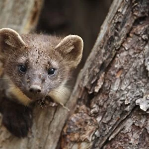 Pine Marten (Martes martes) adult, looking out from hole in tree, Finland, july