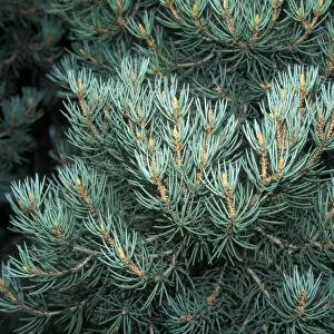 Pine (Pinus monophylla) Leaf