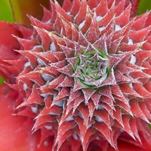 Pineapple (Ananas comosus) close-up of flower and forming fruit, Palawan, Philippines, march