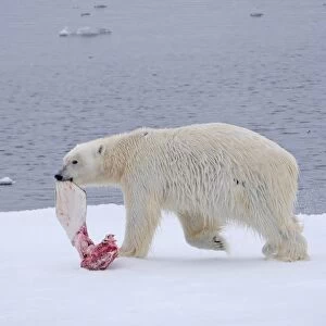 Polar Bear (Ursus maritimus) adult female, with Beluga Whale (Delphinapterus leucas) fin in mouth, walking on ice floe