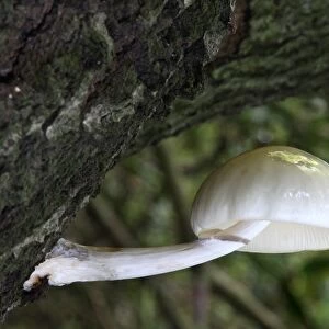Porcelain Fungus (Oudemansiella mucida) fruiting body, growing on dead wood, Leicestershire, England, september