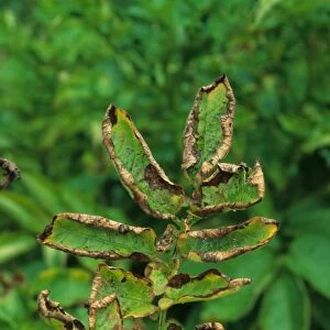 Potato (Solanum tuberosum) crop, close-up of leaves damaged by Leafhopper (Cicadellidae sp. ), U. S. A
