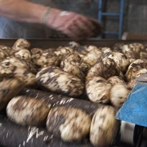 Potato (Solanum tuberosum) new potatoes, tubers passing over riddle for sorting before bagging, East Lancashire