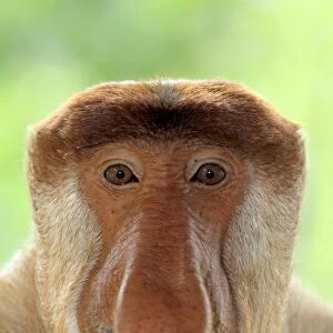Proboscis Monkey (Nasalis larvatus) adult male, close-up of head, Labuk Bay, Sabah, Borneo, Malaysia
