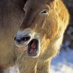 Przewalski's Horse (Equus przewalskii) adult male, yawning, close-up of head, in snow, captive