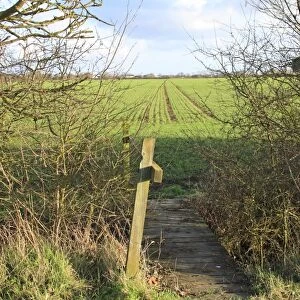 Public Footpath sign and footbridge over ditch, crossing arable field with seedling crop, Bacton, Suffolk, England