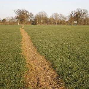 Public footpath through sprayed off young cereal crop in arable farmland, Bacton, Suffolk, England, march