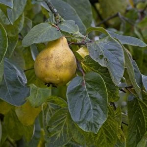 Quince (Cydonia oblonga) fruit, has lumpy yellow skin and hard flesh that is quite bitter so shouldn t be eaten raw