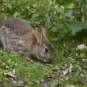 Rabbit feeding on grass