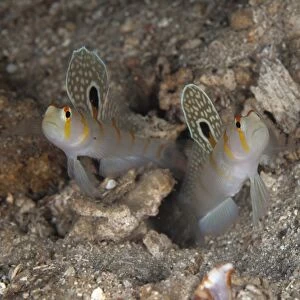 Randalls Shrimpgoby (Amblyeleotris randalli) adult pair, displaying spots on fins, at entrance to hole, Lembeh Straits