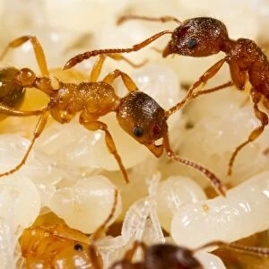 Red Ant (Myrmica rubra) adult workers, tending pupae in nest, Powys, Wales, July