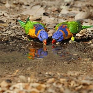 Red-collared Lorikeet (Trichoglossus rubritorquis) two adults, drinking from puddle, Northern Territory, Australia