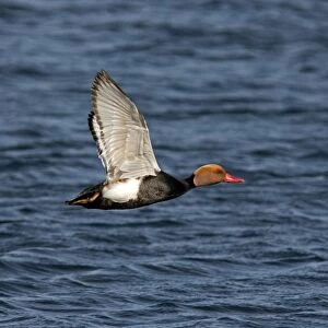 Red-crested Pochard (Netta rufina) adult male, in flight over water, Extremadura, Spain, may
