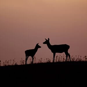 Red Deer (Cervus elaphus) hind with four month old calf, silhouetted at sunset, Minsmere RSPB Reserve, Suffolk, England, october