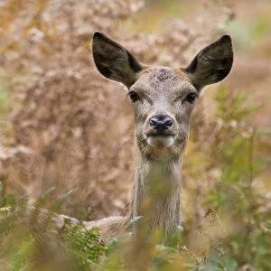 Red Deer (Cervus elaphus) hind, standing amongst bracken, Richmond Park, London, England, october