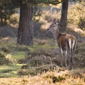 Red Deer (Cervus elaphus) hind, standing in heather amongst pine trees, New Forest, Hampshire, England, october